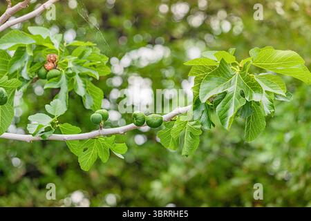 Close up of unripe green figs growing on a branch of a fig tree with green leaves, bathed in soft sunlight, during a sunny spring day Stock Photo