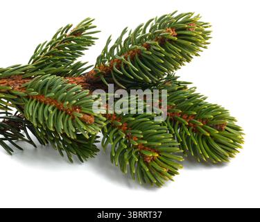 Spruce branch  isolated on white Stock Photo