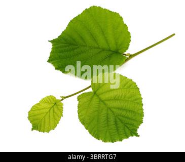 Fresh hazel branch with leaves isolated on white background Stock Photo