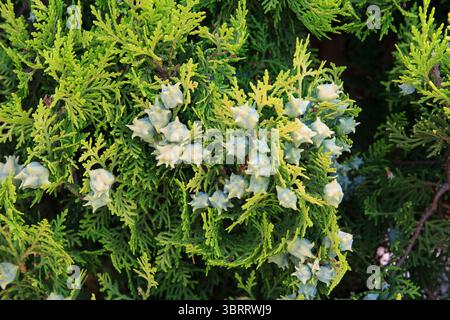 Thuja is an eternally green tree with seeds on branches, grows in sunlight. The concept of fertility and plant care Stock Photo