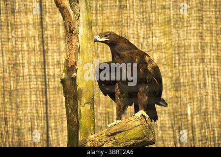 A magnificent dark eagle perches on a weathered tree branch, looking to its left with a commanding presence against a soft, textured background. Stock Photo