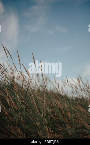 Close-up view of wild grass stems moving gracefully in the wind under a soft blue sky with wispy clouds and a visible half moon. Stock Photo