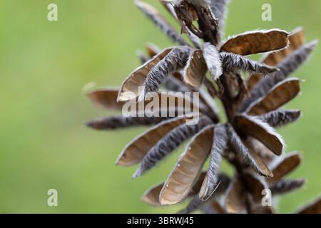 Detailed macro photograph showcasing furry textured lupine seed pods of a plant with a blurred, vibrant green background Stock Photo