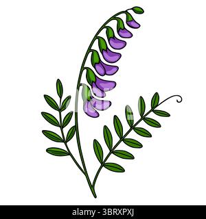 A charming vector illustration of a tufted vetch flower with vibrant purple blossoms and lush green leaves, showcasing a delicate botanical design per Stock Vector