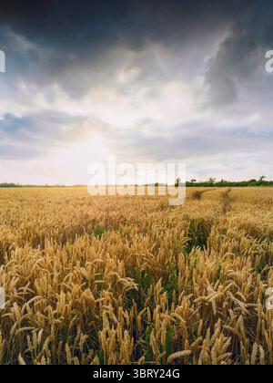 Flowering corn in landscape with overpowering threatening clouds at the end of the day Stock Photo