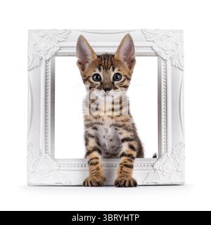 Cute very young Savannah cat kitten, sitting up facing front in white photo frame. Looking curious towards lens. Isolated on a white background. Stock Photo