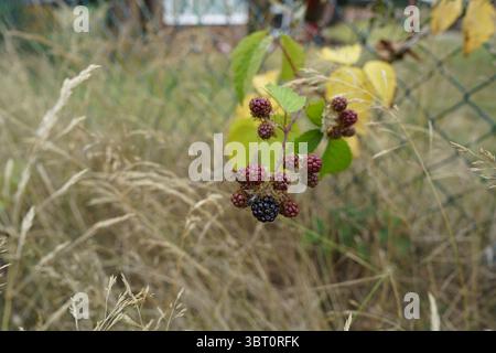 Ripening Blackberries on Branch Amid Grasses and Foliage in a Rural Setting. Dorking, England Stock Photo