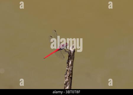Red-tailed Skimmer Dragonfly male - Orthemis schmidti Stock Photo