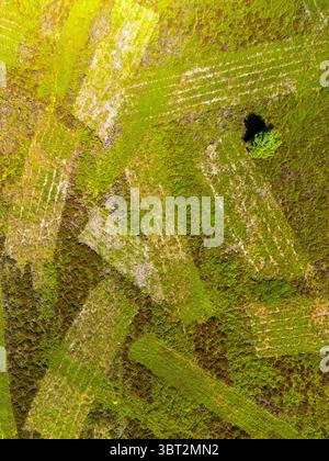 Aerial view of a winding road cutting through the lush green forest of ...