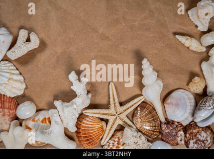 Beach themed composition with seashells and copy space on beige background Stock Photo