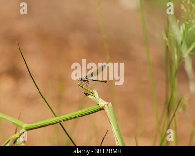 Female demoiselle on a branch Stock Photo