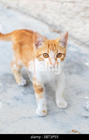 A small ginger and white stray kitten on the street Stock Photo