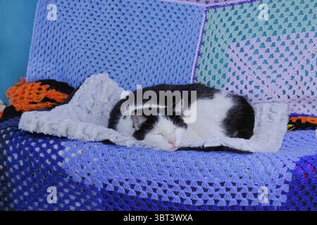 Adult black and white cat snoozing on crochet blanket outdoors on swingseat in garden Stock Photo