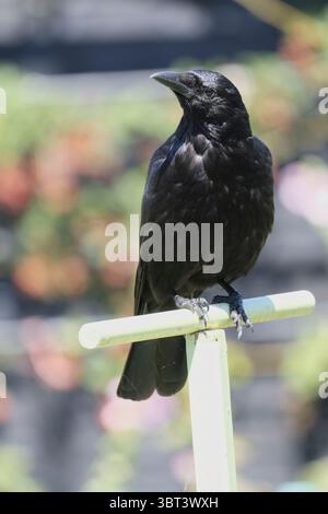 A single adult Carrion Crow perched on top of green plant support Stock Photo