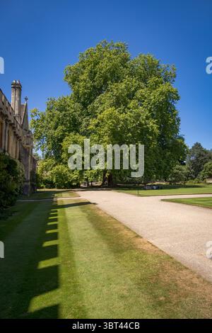 The Magdalen Plane tree, Magdalen College, Oxford University, England, UK Stock Photo