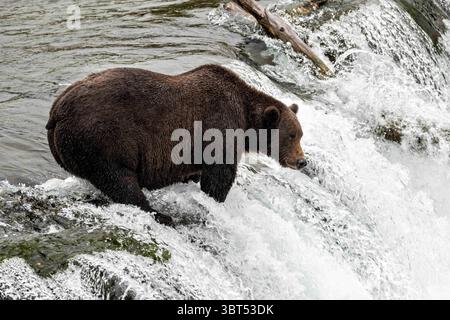 An adult Brown Bear known as 151 Walker, catches spawning Sockeye ...