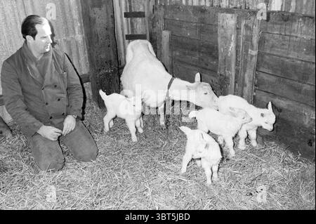 4 kids at Mr. Knoeff's Animals, Whizgle News, Dutch Desk, The Netherlands, 1950 - 2000 on 21-02-1983. The image includes these topics. In a rustic setting, a man is kneeling on a straw-covered floor, exuding calm as he observes a group of playful young goats. The goats are small, with soft, fluffy white fur that reflects a gentle light, giving them an innocent, charming appearance. One goat seems to be investigating a patch of straw, while another stands close to the man, suggesting a sense of comfort and familiarity. The adult goat, likely the mother, stands nearby, its coat contrasting sligh Stock Photo