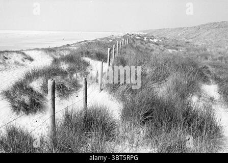 Beach and dunes at Zuidpier IJmuiden Beach and beaches IJmuiden The Netherlands, Whizgle News, Dutch Desk, The Netherlands, 1950 - 2000 on 05-06-1980. These topics appear in the image. The scene captures a tranquil beach landscape, characterized by rolling sand dunes that gently rise and fall. Wooden posts line a pathway, partially obscured by tufts of grass that wave softly in the breeze. The grasses create a rich tapestry of textures, their various shades of green contrasting against the pale, soft beige of the sandy ground. In the background, the beach stretches out towards the horizon, whe Stock Photo
