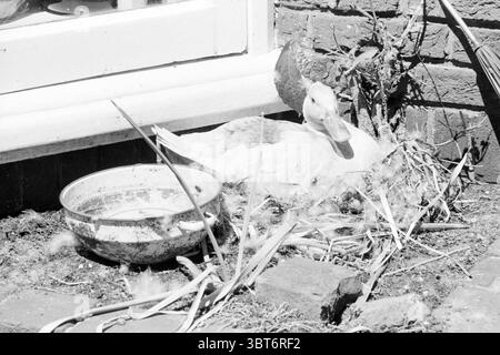 Nesting duck in a flower box of the Fuykschot family Birds, Whizgle News, Dutch Desk, The Netherlands, 1950 - 2000 on 30-05-1985. The image contains these topics. The scene depicts a serene outdoor setting, characterized by its rustic charm. In the foreground, a duck is nestled comfortably among a bed of dry grass and twigs, its feathers appearing soft and slightly ruffled. The duck, primarily white with subtle hints of gray, seems relaxed, exuding a calm demeanor. Nearby, a shallow bowl rests on the ground, likely a dish for water or food, with remnants of murky liquid and leftover bits indic Stock Photo