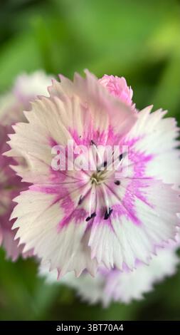 Sweet William pink flower (Dianthus) macro photography. Pink flower petals close up. Lace petals. Stock Photo