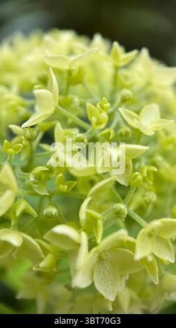 Green hydrangea macro photography. A close up of green large showy flowers. Stock Photo