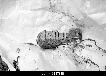 Grenade in the garden of the van Esch family Kennemerstraat War remains Kennemerstraat, Whizgle News, Dutch Desk, The Netherlands, 1950 - 2000 on 12-06-1981. These are the topics in the image. The scene depicts a small, old object nestled within crumpled, beige paper. The object has a rounded, somewhat irregular form, suggesting wear and age, covered in a layer of earthy residue that hints at its time spent underground or in a damp environment. Its surface features a darkened, mottled texture, which could indicate rust or corrosion. Around the object, scattered grains of dirt and fine particle Stock Photo