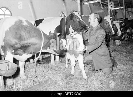 Man in stable with cows and a calf, Whizgle News, Dutch Desk, The Netherlands, 1950 - 2000 on 29-11-1973. These are the topics in the image. In a rustic, farm-like setting, a man kneels on the straw-covered ground, engaged closely with a young calf. The man is dressed in a long coat, appearing focused and gentle as he interacts with the calf, which has a distinctive brown and white coat. Surrounding them are several adult cows, predominantly large and black and white, standing calmly in their stalls. The interior of the space features muted, earthy tones; the barn-like structure has wooden bea Stock Photo