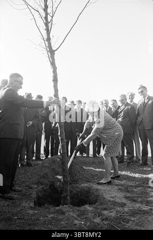 Open-air swimming pool of Heemskerk by Mayor NIelen Opening openings put into use, Whizgle News, Dutch Desk, The Netherlands, 1950 - 2000 on 15-05-1964. These are the elements in the image. In an outdoor setting, a group of men and women stands amidst a bright, sunlit environment, creating a lively scene. The main focus is on a woman who is digging around the base of a small tree, demonstrating an act of planting. She is dressed in a patterned dress and a wide-brimmed hat, suggesting a formal occasion. Surrounding her is a diverse assembly of men, all in suits and ties, some wearing hats, and Stock Photo
