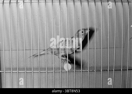 Overview of bird exhibition Exhibitions Birds, Whizgle News, Dutch Desk, The Netherlands, 1950 - 2000 on 02-11-1967. These are the topics in the image. The scene presents a close-up view of a small bird confined within a metal cage. The cage, with its thin vertical bars, creates a rhythmic pattern of shadows on the surface behind it. The bird, a canary, is primarily a soft yellow, although the monochrome tones make it appear in various shades of grey. Its delicate form is highlighted by the contrast of the bars, which frame it and emphasize its small size. The background appears textured, hint Stock Photo
