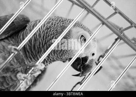 Mrs. Severien + parrot H'lem Haarlem The Netherlands, Whizgle News, Dutch Desk, The Netherlands, 1950 - 2000 on 20-08-1991. The image shows these topics. The scene features a gray parrot, its finely textured feathers varying in shades of soft gray and subtle hints of blue. The parrot is positioned slightly askew, with its head tilted, allowing a clear view of its striking eye, which exhibits a deep and expressive quality. It is contained within a metal cage, where the shiny, vertical bars create a grid-like pattern that frames the bird's head. The bars reflect soft highlights, contrasting with Stock Photo