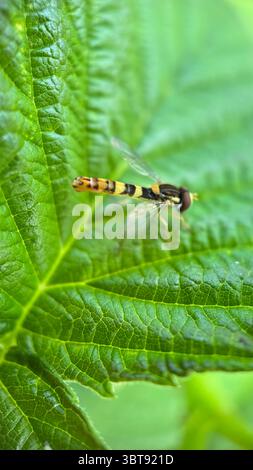 A close up of a long hoverfly insect flying over a green leaf. Macro photography Stock Photo