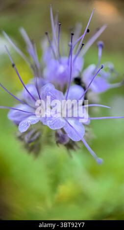 Lacy Phacelia light-purple flowers macro photography. A close up of purple flowers. Stock Photo