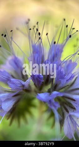 Lacy Phacelia light-purple flowers macro photography. A close up of purple flowers. Stock Photo