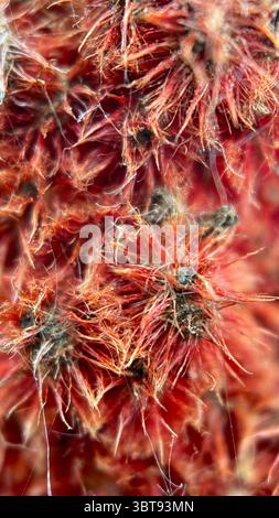 Rowan Tree Planting Close-up of clusters of bright red ripe hawthorn berries with green ...