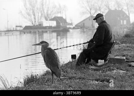 Heron next to fisherman along Ringvaart Birds, Whizgle News, Dutch Desk, The Netherlands, 1950 - 2000 on 15-12-1975. These are the elements in the image. The scene features a serene waterside setting, bathed in soft, muted tones indicative of early morning or late afternoon light. A body of water stretches across the foreground, reflecting the gentle hues of the sky and surrounding landscape. On the near bank, a solitary heron stands attentively, its long neck elongated and poised, blending in with the tranquil ambiance. To the right, an elderly man sits on a simple folding chair, his back sli Stock Photo