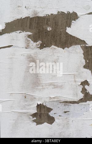 A peeled, ripped white paper poster texture on a wall Stock Photo