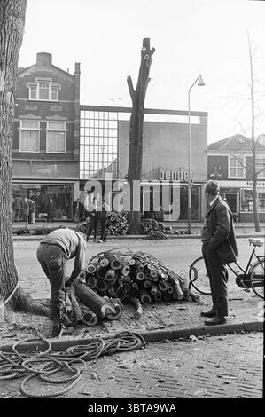 Clearing trees Breestraat Trees, Whizgle News, Dutch Desk, The Netherlands, 1950 - 2000 on 01-11-1971. These topics appear in the image. The scene depicts a bustling urban street, likely during a chilly day, captured in monochrome tones that evoke a sense of nostalgia. In the foreground, a man dressed in dark clothing is bent over a pile of cylindrical objects, presumably tree trunks or logs, which are arranged haphazardly on the cobblestone pavement. Nearby, another individual stands observing the work, dressed in a tailored suit and looking off to the side with a contemplative expression. To Stock Photo