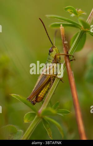 Grasshopper sitting on stem with visible texture, macro insect image in natural surroundings, isolated with green bokeh Stock Photo