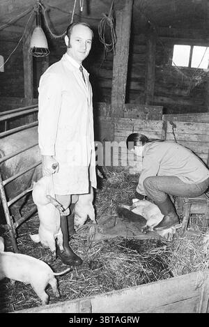 Two people with pig and piglets, Whizgle News, Dutch Desk, The Netherlands, 1950 - 2000 in 1972. These are the topics in the image. The scene captures a rustic barn interior filled with warm tones of brown and earthy textures. Two individuals are present in the foreground, focused on their tasks amidst a backdrop of wooden beams and straw scattered across the floor. One person stands confidently, dressed in a light coat and dark pants, holding a small piglet in each hand. Their expression appears composed, contributing to an atmosphere of dedicated care. The other individual, bent slightly for Stock Photo