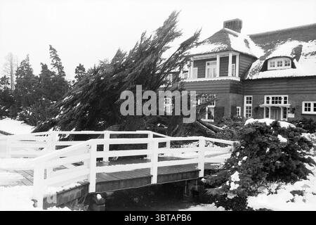 300-year-old cedar tree fallen Trees, Whizgle News, Dutch Desk, The Netherlands, 1950 - 2000 on 24-01-1984. These topics appear in the image. The scene captures a wintery landscape characterized by a thick layer of snow blanketing the ground, creating a soft, white carpet. In the foreground, a wooden bridge, painted in a crisp white, arches over a pathway leading toward an elegant, spacious house. The house, with its distinct architecture, features a steep roof and large windows, showcasing dark wooden siding that contrasts with the surrounding snow. To the side of the house, a large tree has Stock Photo