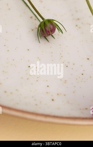 Pink cosmos flower with soft shadows on neutral background – floral flat lay Stock Photo