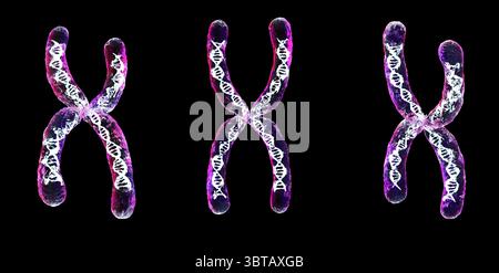 3d rendering collection of transparent chromosome x contain dna strand inside isolated on black Stock Photo