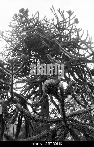Monumental Snake Pine Tree, Whizgle News, Dutch Desk, The Netherlands, 1950 - 2000 on 07-1990. These topics are shown in the image. The scene depicts a striking botanical arrangement featuring a prominent tree species known for its unique structure. The tree towers in the foreground, displaying a heavily branched canopy filled with sharp, spiky limbs that stretch outward and upward. These branches create an intricate network, resembling a tangled web of dark lines against a soft, diffused backdrop. The foliage is dense, with clusters of needle-like leaves that give it a somewhat otherworldly a Stock Photo