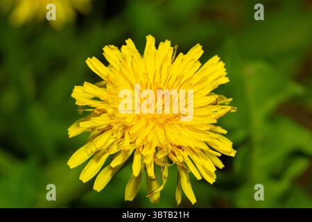Close up of s Dandelion in bloom Stock Photo