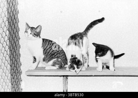 Cats in shelter Haarlem Cats, Whizgle News, Dutch Desk, The Netherlands, 1950 - 2000 on 09-08-1978. These topics appear in the image. In a soft, monochromatic scene, three kittens are positioned on a narrow wooden shelf. The setting has a clean, minimalist feel, with a subtle texture of a light-colored background that contrasts gently with the cats. The first kitten on the left is a tabby with distinct stripes, gazing upwards, its ears perked in curiosity. Its posture is upright, emphasizing its alertness. The second kitten, in the center, is slightly more playful, with one paw reaching down t Stock Photo