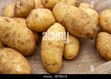 Fresh organic potatoes with dirt on skin on burlap sack. Natural root vegetables, farming harvest, healthy food ingredient. Isolated on white backgrou Stock Photo