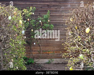 Colorful Easter eggs are creatively hung on shrubs in a garden. The branches frame the image against a wooden wall backdrop, capturing the festive Stock Photo