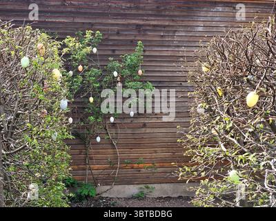 Colorful Easter eggs are creatively hung on shrubs in a garden. The branches frame the image against a wooden wall backdrop, capturing the festive Stock Photo