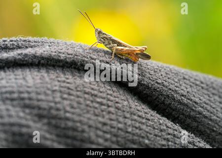 Common field grasshopper (Chorthippus brunneus) at rest having landed on some clothing, North Norfolk, UK Stock Photo