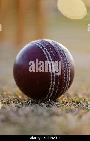 Leather ball with white stitching resting on dry grass at cricket field, under bright sunlight Stock Photo